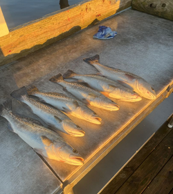 Trout: Catch of the day